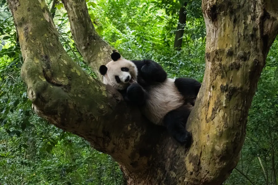 Giant panda