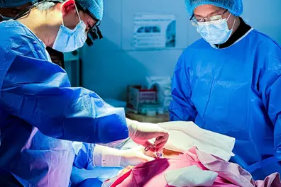 What is xenotransplantation? Why India is exploring pig kidney transplants? | EXPLAINER