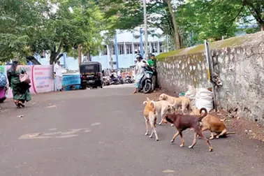 തമിഴ്നാട്ടിൽനിന്ന് ടിപ്പറുകളിൽ തെരുവുനായ്ക്കളെ തള്ളുന്നു