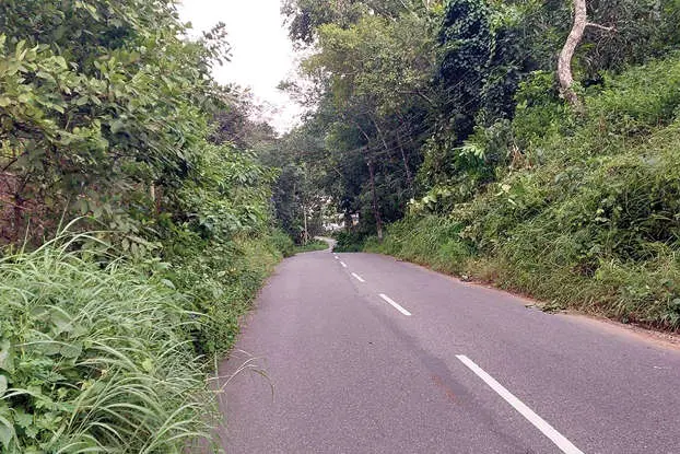 പാതയോരങ്ങൾ കാട് മൂടുന്നു; അപകടങ്ങളുണ്ടായിട്ടും നടപടികളില്ല
