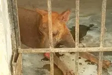 നാട്ടിലാകെ ഭീതിപരത്തിയ തെരുവുനായയെ പിടികൂടി