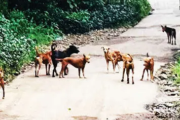 റോഡിൽ തെരുവുനായക്കൂട്ടം; പെരുമ്പലത്ത് ഭയന്ന് യാത്ര