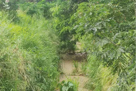 കാടുകയറി കനാലോരങ്ങൾ