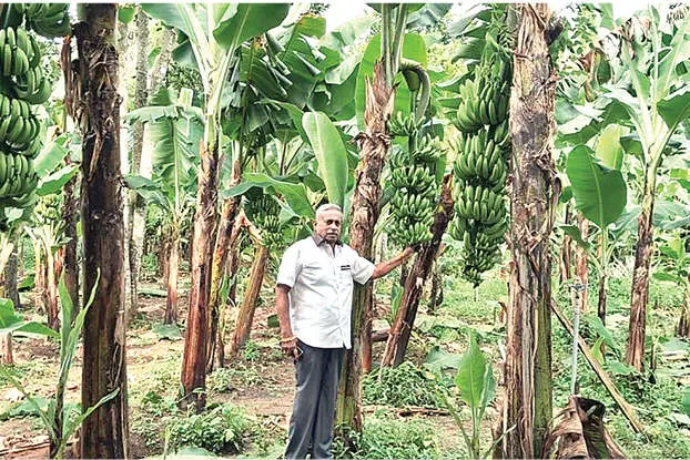 വാഴകൃഷിയിൽ സമൃദ്ധിയുടെ വിളവെടുപ്പുമായി പ്രവാസി കർഷകൻ