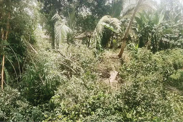 മരം വെട്ടിയാൽ ചില്ലകൾ തള്ളുന്നത് തോട്ടിൽ; പെരിങ്ങരയിൽ തോടുകളിൽ നീരൊഴുക്ക് തടസ്സപ്പെടുന്നു