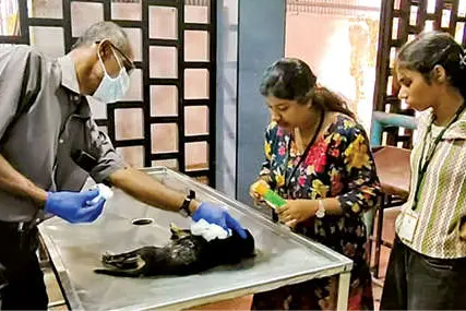 നായ്ക്കുട്ടിയാണെങ്കിലും ഒരു ജീവനല്ലേ...
