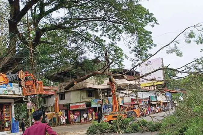 ഇനിയില്ല, ചവിട്ടുവരിയിലെ കൂറ്റൻ വാകമരം