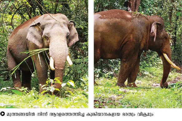 ഓപ്പറേഷൻ കണ്ണൂർ മഖ്ന ഉടൻ