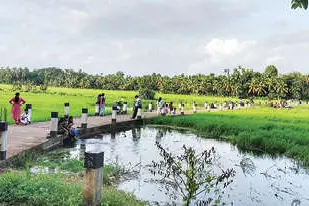 വരു... കോട്ടൂർ വയൽ നടപ്പാതയിൽ; സായാഹ്നമാസ്വദിക്കാം
