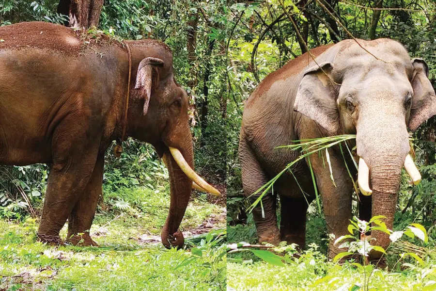 വിക്രമും ഭരതും എത്തി, ആനക്കൊട്ടിലും സജ്ജം; മോഴയാനയെ പിടിക്കാൻ ഓപ്പറേഷൻ കണ്ണൂർ മഖ്ന ഉടൻ