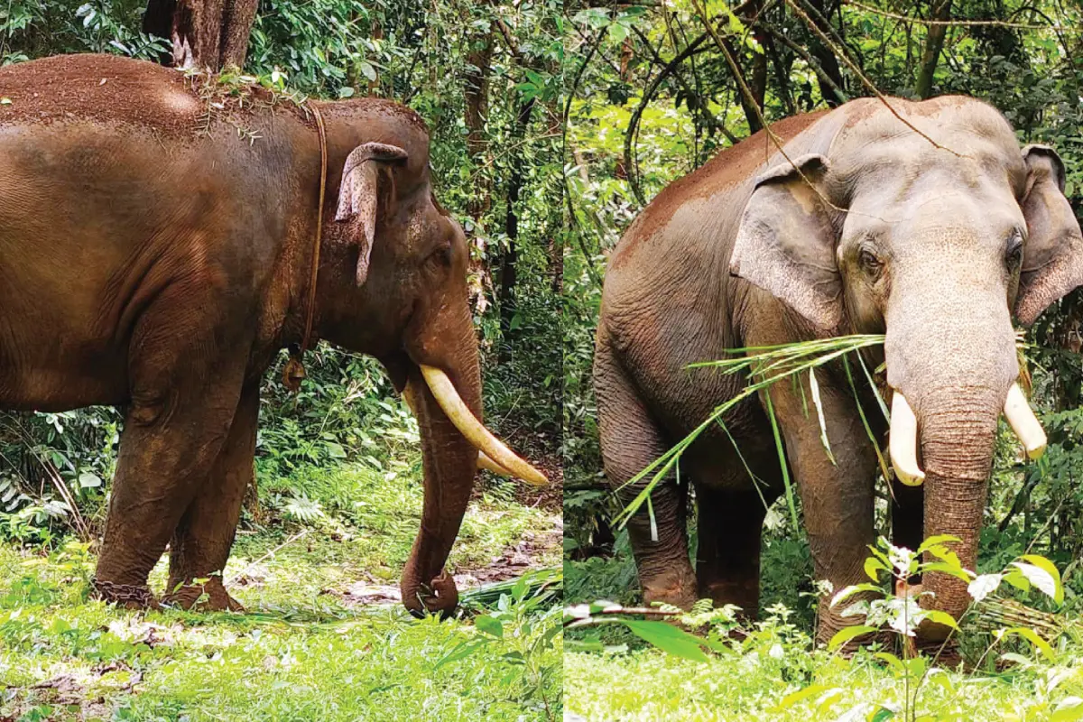 Kumki elephants Vikram and Bharath