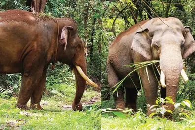 Operation Kannur Makhna: Kumki elephants Vikram, Bharath arrive to capture ‘tuskless’ elephant