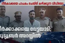 നീർക്കാക്കയെ വേട്ടയാടി പാചകം ചെയ്ത് വീഡിയോ പങ്കുവെച്ചു; യൂട്യൂബർ അറസ്റ്റിൽ