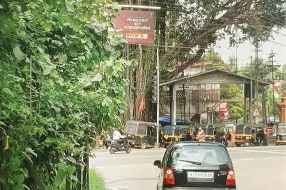 സിഗ്നൽ മറച്ച് മരച്ചില്ല; മുത്തൂരിൽ ആശയക്കുഴപ്പം
