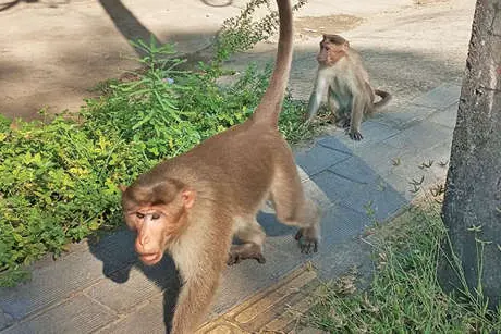 തീരപ്രദേശത്തെത്തിയ കുരങ്ങ് കൗതുകമുണർത്തി