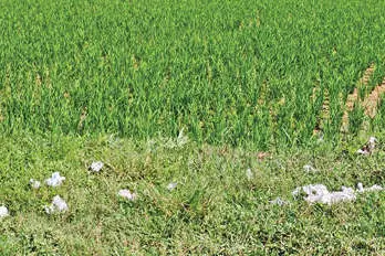 അന്നം വിളയുന്നിടമാണ്, മാലിന്യക്കുപ്പയല്ല