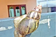 ജനജീവിതത്തിനും കാർഷികമേഖലയ്ക്കും ഭീഷണിയായി ആഫ്രിക്കൻ ഒച്ച്