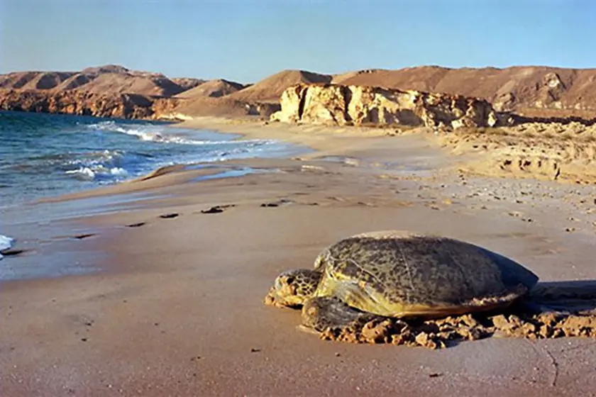 Sea Turtles