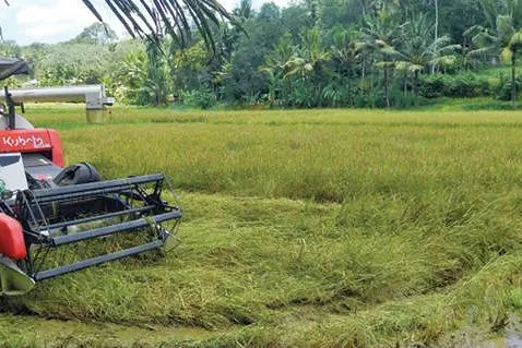 പെരിങ്ങമ്മലയിൽ വീണ്ടും വിളവെടുപ്പുകാലം