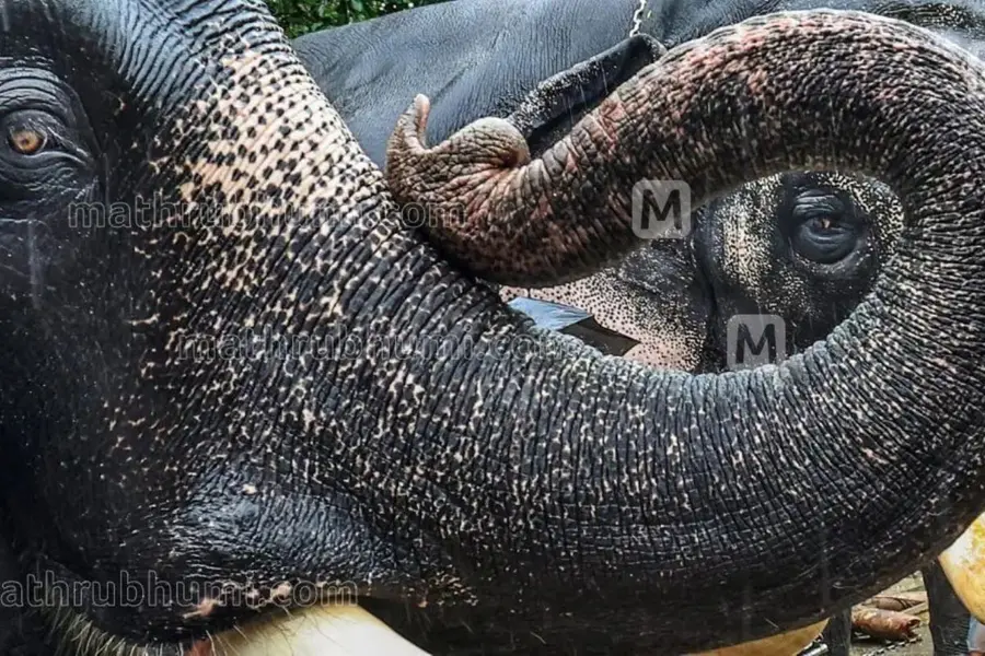 Why send them 3,000 km away? Gaurav Gogoi slams transfer of elephants from Assam to TN