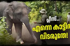 'കാട് കയറ്റാൻ നോക്കേണ്ട, എനിക്ക് ഗോവ മതി'; ആനകളില്ലാത്ത ഗോവയിലെ പൊന്നോമന- ഓംകാർ