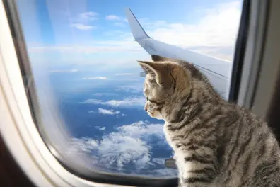 ‘Ticket for my cat too’: Kerala House turns down LPU student’s demand for air travel for pet