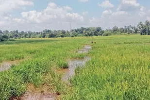 കാലാവസ്ഥാമാറ്റത്തിൽ ആശങ്ക; കൃഷിയിറക്കാൻ മടിച്ച് കർഷകർ