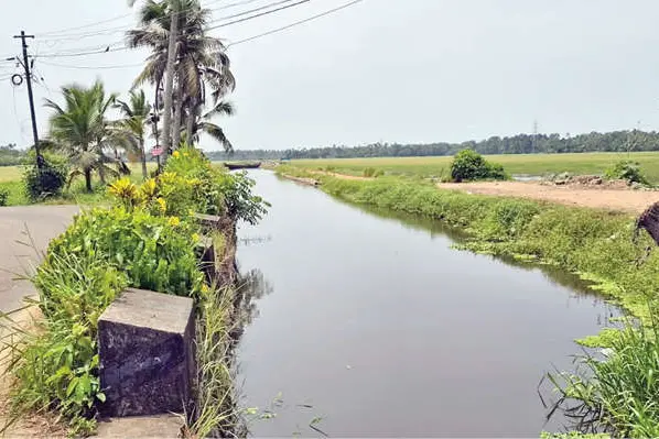 മണ്ണഞ്ചേരിയിൽ പാടങ്ങൾ വീണ്ടും തരിശാകുന്നു