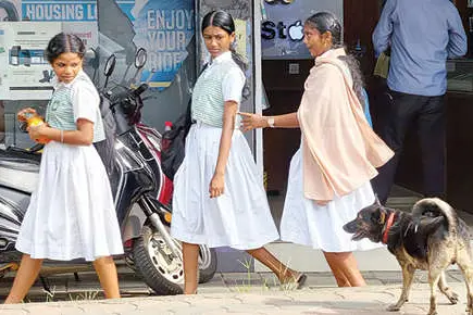 എങ്ങനെ പൂട്ടും തെരുവുനായ്ക്കളെ?