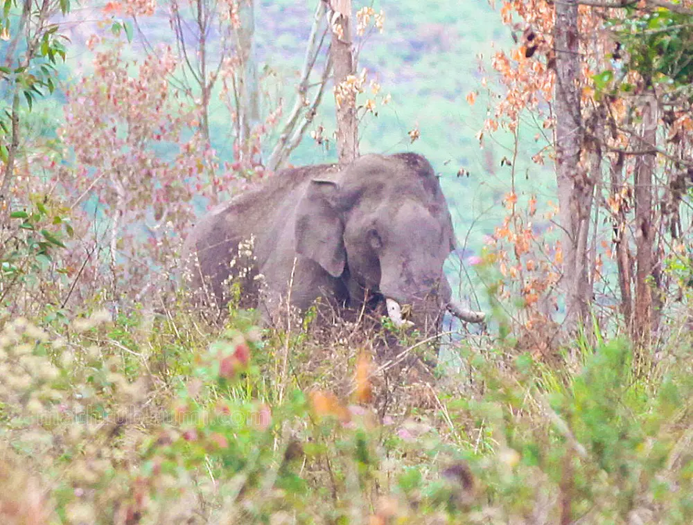 Chakkakomban, a wild elephant in Idukki | Photo: Mathrubhumi/Sreejith P Raj
