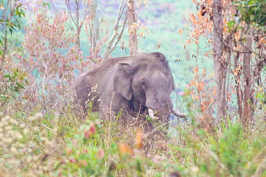 Chakkakomban, a wild elephant in Idukki