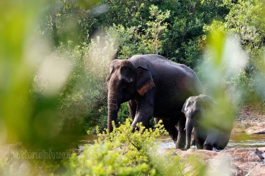 wild elephant
