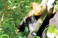 Scorching heat leaves bisons hungry in Marayur forests; animals feed on sandalwood trees, causing losses to Forest Dept