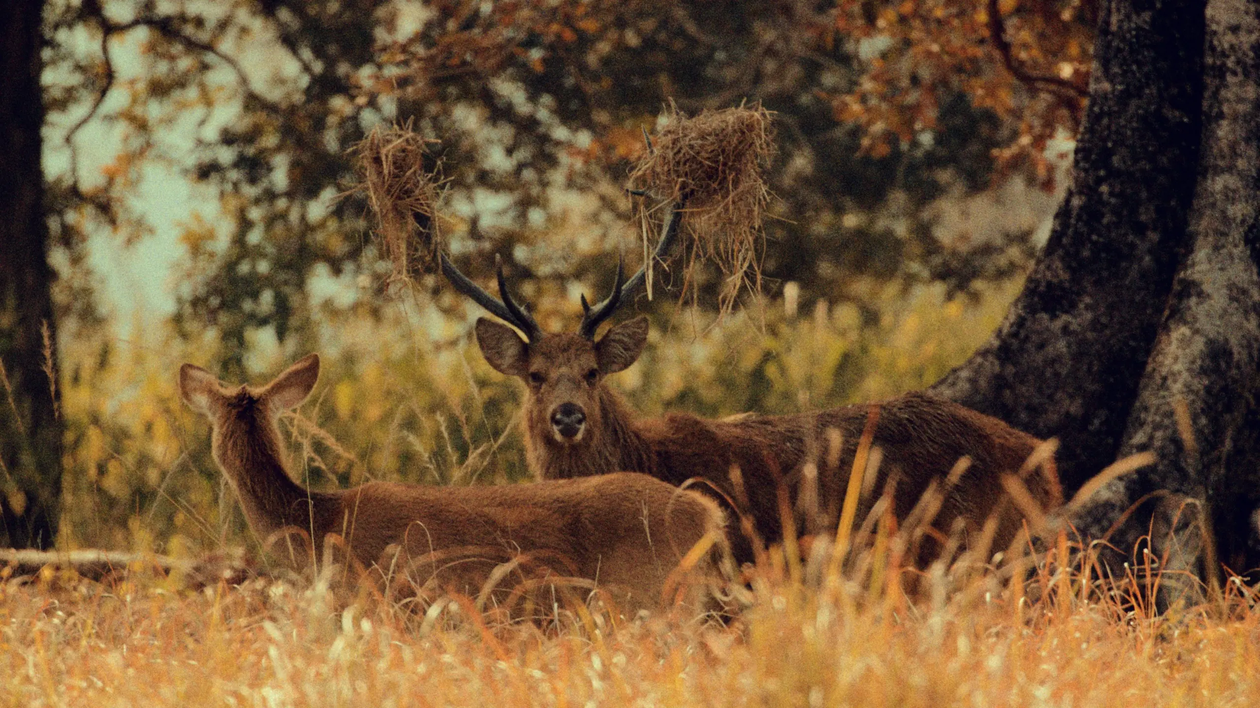 A quiet moment with the forest's curious eyes | Photo credit: Farhan Khan