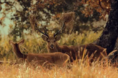 Beyond tiger sightings: Stories that make a safari memorable
