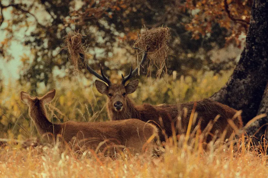 Beyond tiger sightings: Stories that make a safari memorable
