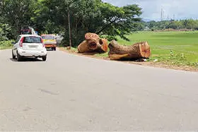 അപകടക്കെണിയൊരുക്കി കൂറ്റൻ മരത്തടികൾ