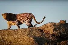 Jawai Village Tiger