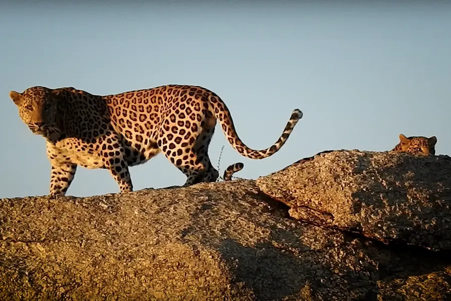 Jawai Village Tiger