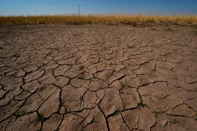 No rain, no lake water: 1,800 acres of paddy at risk near Tamil Nadu’s Chidambaram