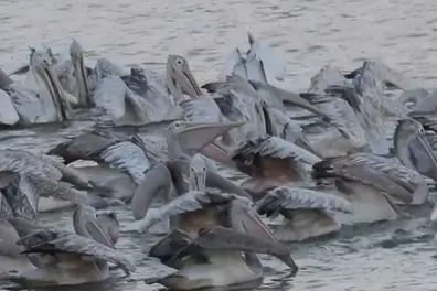 700+ spot-billed pelicans flock to Thoothukudi tank as water levels fall