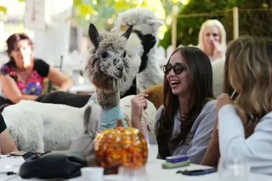 Want a coffee date with an Alpaca? This unusual cafe in Serbia lets you do just that