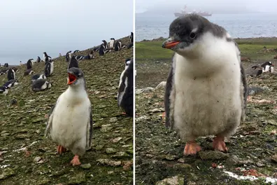 Scientists discover ‘new’ penguin species after DNA reveals hidden differences, 100 years later