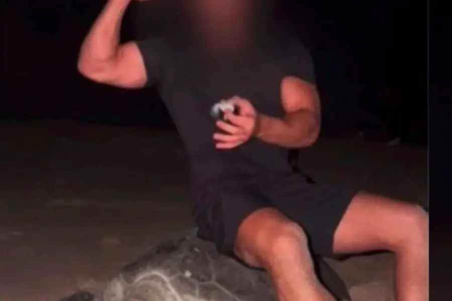 Turtle Harassment