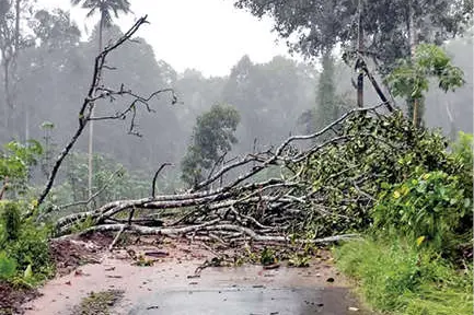 കാറ്റിലും മഴയിലും കങ്ങഴയിൽ വ്യാപകനാശം