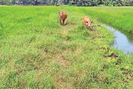 ചെറുപുഷ്പം-കാരമുട്ട് ലിങ്ക് റോഡ് പൂർത്തിയാക്കണം