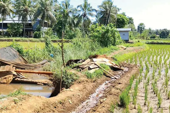 മഴയിൽ തടയണ പൊളിച്ചു; രണ്ടാംവിള വീണ്ടും വെള്ളമില്ലാതെ