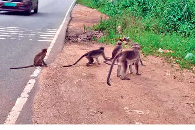 മൃഗങ്ങളുടെ ആക്രമണഭീതിയിൽ കിഴക്കൻമേഖല