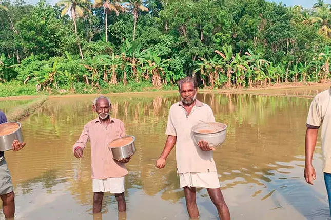നടയ്ക്കൽ ഏലായിൽ തുടർച്ചയായ ഏഴാംവർഷവും വിത്തുവിതച്ചു
