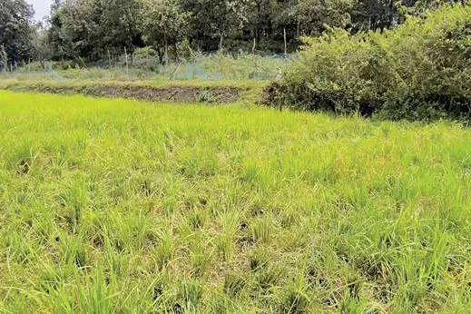 കാട്ടാനയ്ക്കുപുറമേ മാൻകൂട്ടവും